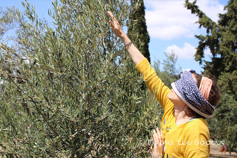 Το Med College επισκέπτεται το δάσος 